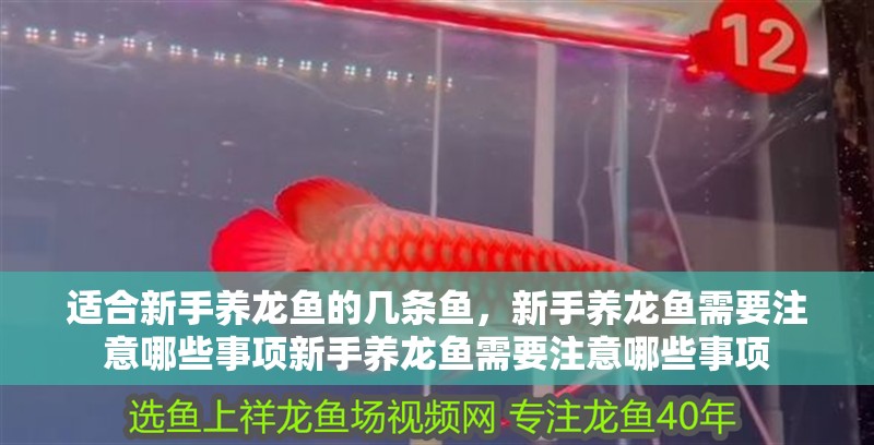適合新手養龍魚的幾條魚，新手養龍魚需要注意哪些事項新手養龍魚需要注意哪些事項
