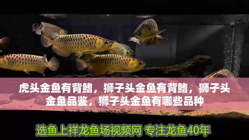 虎頭金魚有背鰭，獅子頭金魚有背鰭，獅子頭金魚品鑒，獅子頭金魚有哪些品種 虎頭金魚有背鰭，獅子頭金魚有背鰭，獅子頭金魚品鑒，獅子頭金魚有哪些品種 觀賞魚百科 第2張