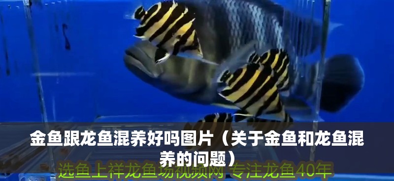 金魚跟龍魚混養好嗎圖片（關于金魚和龍魚混養的問題）