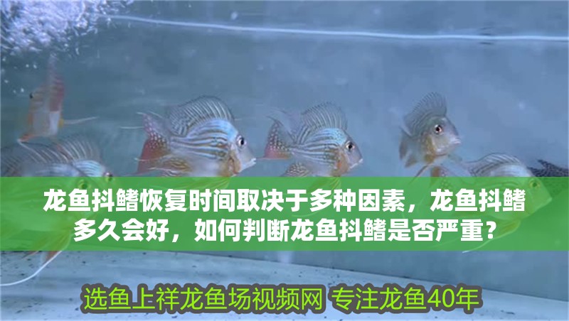 龍魚抖鰭恢復時間取決于多種因素，龍魚抖鰭多久會好，如何判斷龍魚抖鰭是否嚴重？