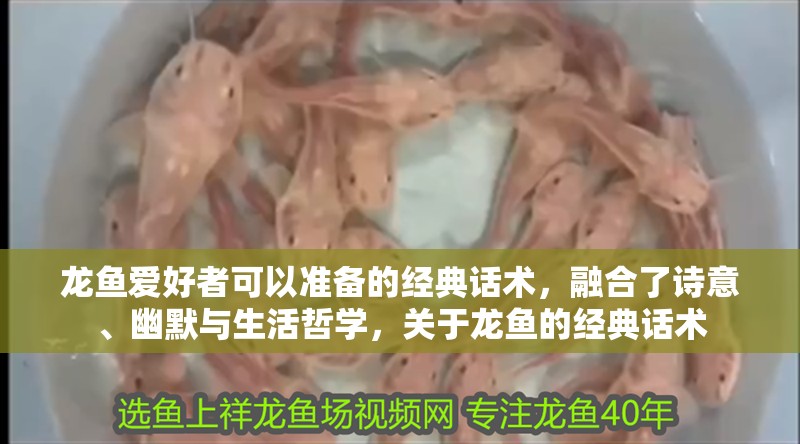 龍魚愛好者可以準(zhǔn)備的經(jīng)典話術(shù)，融合了詩意、幽默與生活哲學(xué)，關(guān)于龍魚的經(jīng)典話術(shù)