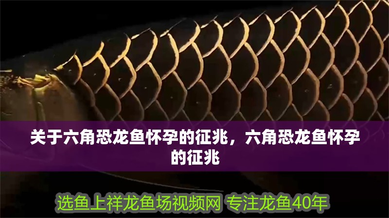 關于六角恐龍魚懷孕的征兆，六角恐龍魚懷孕的征兆