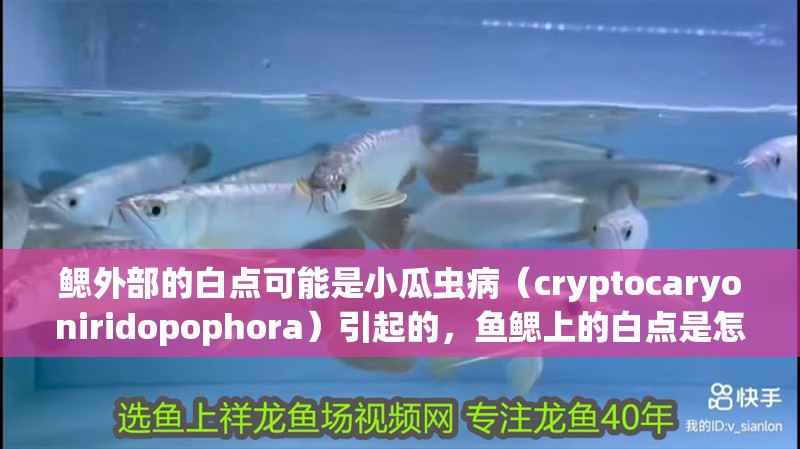 鰓外部的白點(diǎn)可能是小瓜蟲(chóng)病（cryptocaryoniridopophora）引起的，魚(yú)鰓上的白點(diǎn)是怎么回事
