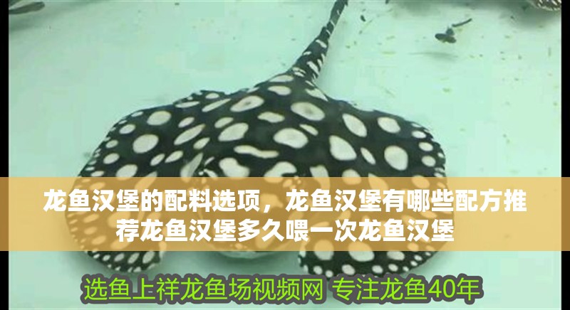 龍魚漢堡的配料選項，龍魚漢堡有哪些配方推薦龍魚漢堡多久喂一次龍魚漢堡