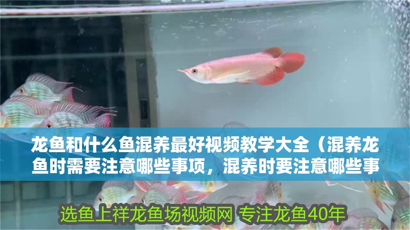 龍魚和什么魚混養最好視頻教學大全（混養龍魚時需要注意哪些事項，混養時要注意哪些事項）