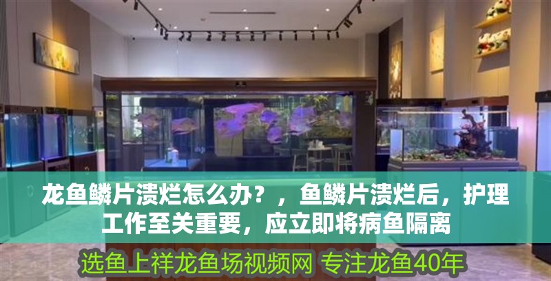 龍魚鱗片潰爛怎么辦？，魚鱗片潰爛后，護理工作至關重要，應立即將病魚隔離