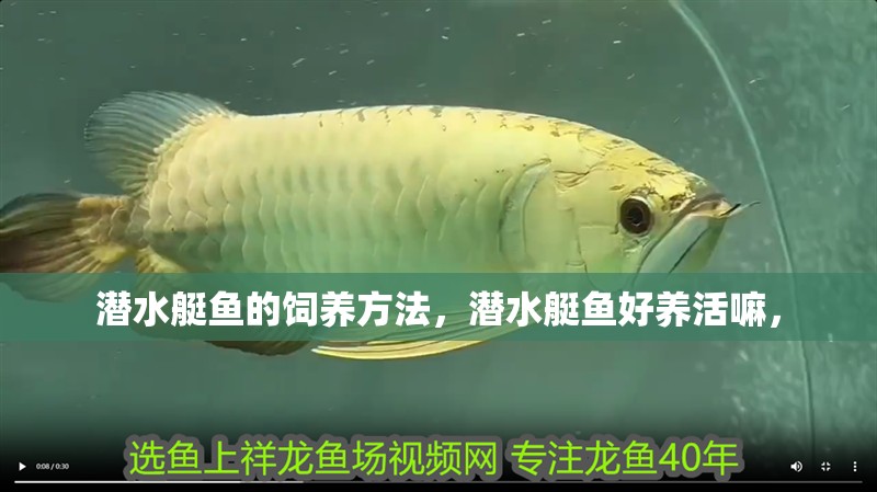 潛水艇魚的飼養(yǎng)方法，潛水艇魚好養(yǎng)活嘛，