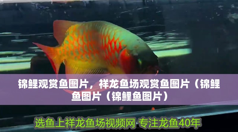 錦鯉觀賞魚圖片，祥龍魚場觀賞魚圖片（錦鯉魚圖片（錦鯉魚圖片）