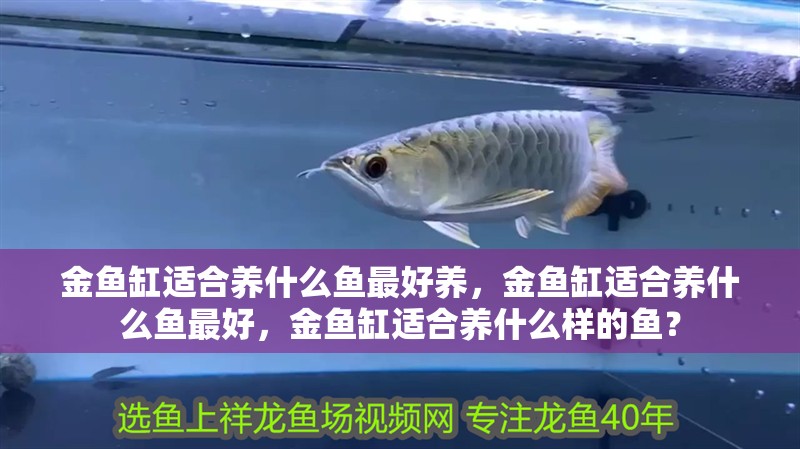 金魚(yú)缸適合養(yǎng)什么魚(yú)最好養(yǎng),金魚(yú)缸適合養(yǎng)什么魚(yú)最好,金魚(yú)缸適合養(yǎng)什么樣的魚(yú)? 觀賞魚(yú)百科 第2張 金魚(yú)缸適合養(yǎng)什么魚(yú)最好養(yǎng),金魚(yú)缸適合養(yǎng)什么魚(yú)最好,金魚(yú)缸適合養(yǎng)什么樣的魚(yú)? 金魚(yú)缸適合養(yǎng)什么魚(yú)最好養(yǎng),金魚(yú)缸適合養(yǎng)什么魚(yú)最好,金魚(yú)缸適合養(yǎng)什么樣的魚(yú)? 觀賞魚(yú)百科 第2張