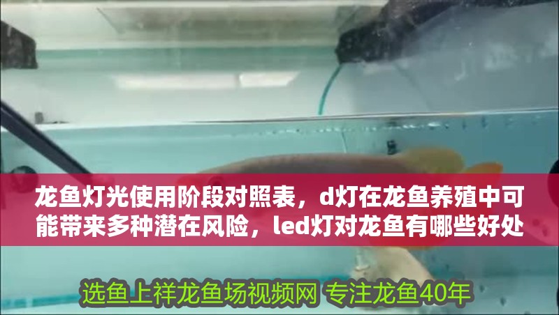 龍魚燈光使用階段對照表，d燈在龍魚養(yǎng)殖中可能帶來多種潛在風(fēng)險(xiǎn)，led燈對龍魚有哪些好處