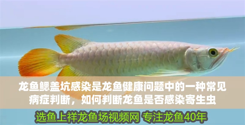 龍魚鰓蓋坑感染是龍魚健康問題中的一種常見病癥判斷，如何判斷龍魚是否感染寄生蟲 龍魚鰓蓋坑感染是龍魚健康問題中的一種常見病癥判斷，如何判斷龍魚是否感染寄生蟲 龍魚百科
