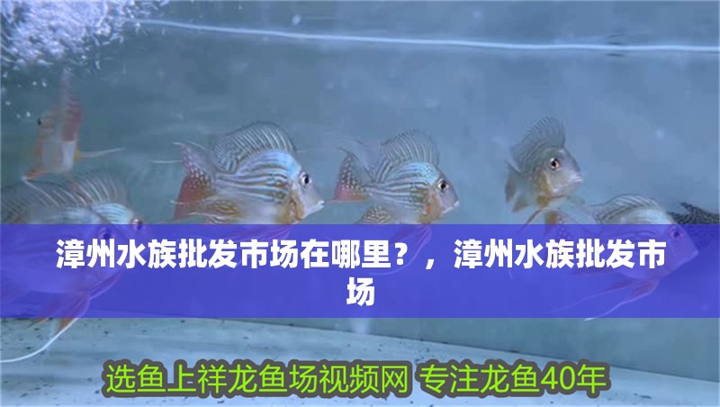 漳州水族批發市場在哪里？，漳州水族批發市場