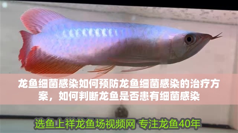龍魚細菌感染如何預防龍魚細菌感染的治療方案，如何判斷龍魚是否患有細菌感染