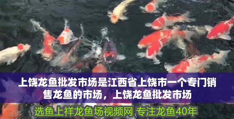 上饒龍魚批發市場是江西省上饒市一個專門銷售龍魚的市場，上饒龍魚批發市場