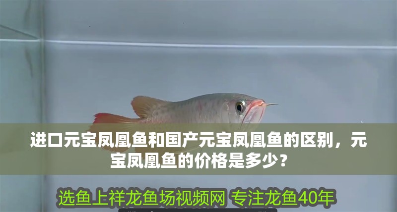 進口元寶鳳凰魚和國產元寶鳳凰魚的區別，元寶鳳凰魚的價格是多少？