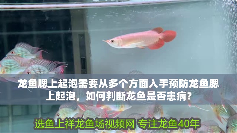 龍魚腮上起泡需要從多個方面入手預防龍魚腮上起泡，如何判斷龍魚是否患病？
