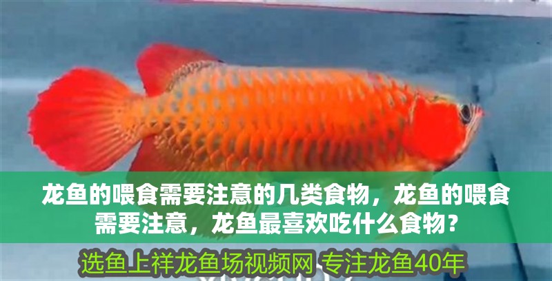 龍魚的喂食需要注意的幾類食物，龍魚的喂食需要注意，龍魚最喜歡吃什么食物？