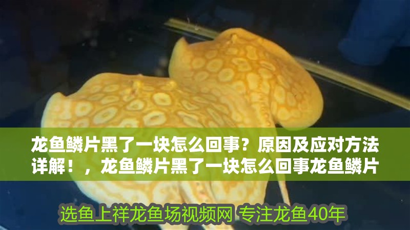 龍魚鱗片黑了一塊怎么回事？原因及應對方法詳解！，龍魚鱗片黑了一塊怎么回事龍魚鱗片黑了一塊怎么回事