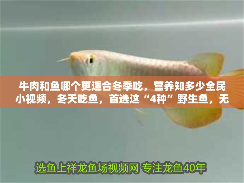 牛肉和魚哪個更適合冬季吃，營養知多少全民小視頻，冬天吃魚，首選這“4種”野生魚，無法人工養殖，鮮美營養還便晨光照芳華
