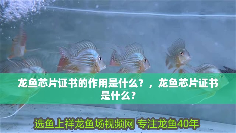 龍魚芯片證書的作用是什么?,龍魚芯片證書是什么? 觀賞魚百科 第3張 龍魚芯片證書的作用是什么?,龍魚芯片證書是什么? 龍魚芯片證書的作用是什么?,龍魚芯片證書是什么? 觀賞魚百科 第3張