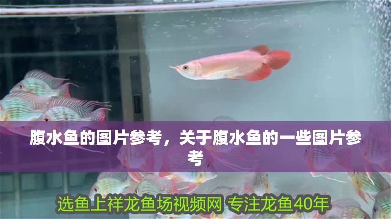 腹水魚的圖片參考，關于腹水魚的一些圖片參考