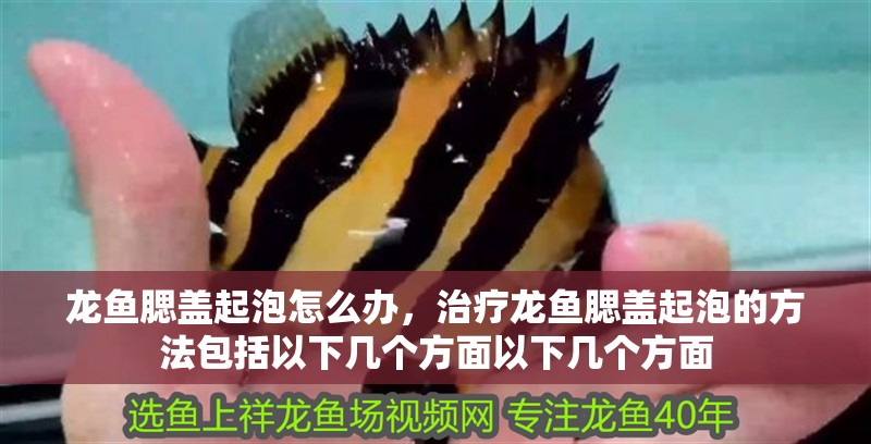 龍魚腮蓋起泡怎么辦，治療龍魚腮蓋起泡的方法包括以下幾個方面以下幾個方面
