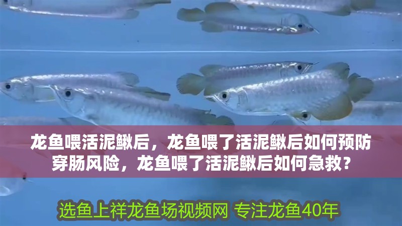 龍魚喂活泥鰍后,龍魚喂了活泥鰍后如何預防穿腸風險,龍魚喂了活泥鰍后如何急救? 龍魚百科 第3張 龍魚喂活泥鰍后,龍魚喂了活泥鰍后如何預防穿腸風險,龍魚喂了活泥鰍后如何急救? 龍魚喂活泥鰍后,龍魚喂了活泥鰍后如何預防穿腸風險,龍魚喂了活泥鰍后如何急救? 龍魚百科 第3張