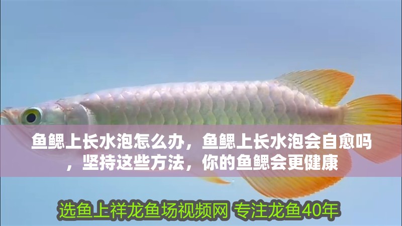 魚鰓上長水泡怎么辦，魚鰓上長水泡會自愈嗎，堅持這些方法，你的魚鰓會更健康