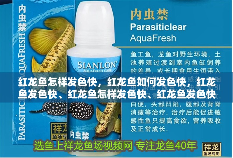 紅龍魚怎樣發(fā)色快，紅龍魚如何發(fā)色快，紅龍魚發(fā)色快、紅龍魚怎樣發(fā)色快、紅龍魚發(fā)色快、紅龍魚發(fā)色快些