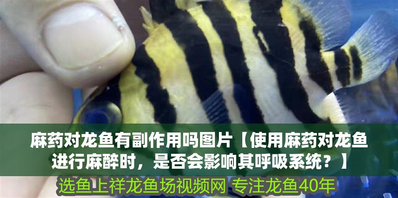 麻藥對龍魚有副作用嗎圖片【使用麻藥對龍魚進行麻醉時，是否會影響其呼吸系統？】