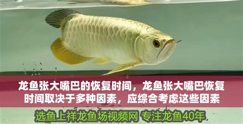 龍魚張大嘴巴的恢復(fù)時間，龍魚張大嘴巴恢復(fù)時間取決于多種因素，應(yīng)綜合考慮這些因素