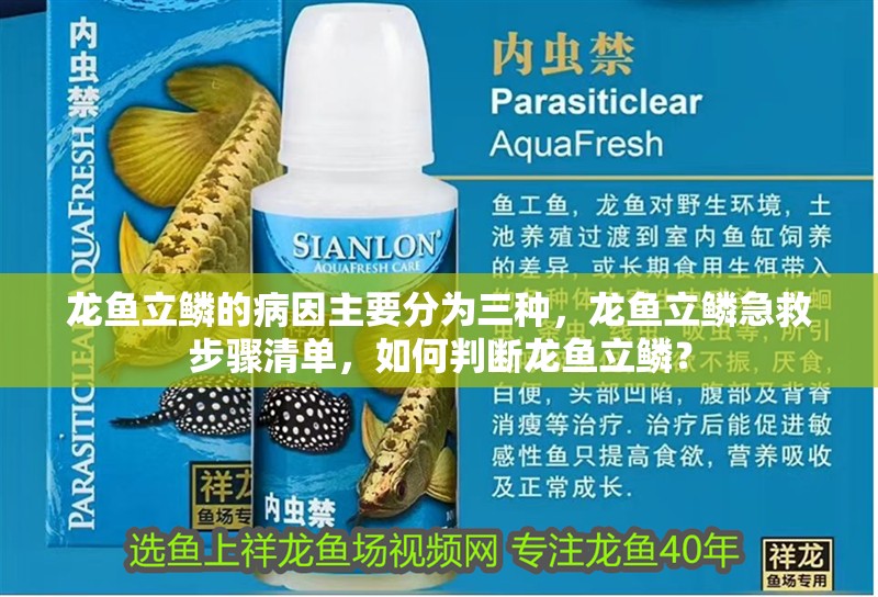 龍魚立鱗的病因主要分為三種，龍魚立鱗急救步驟清單，如何判斷龍魚立鱗？