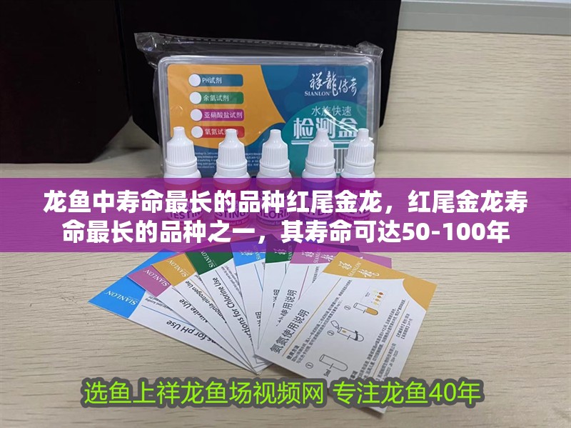 龍魚中壽命最長的品種紅尾金龍，紅尾金龍壽命最長的品種之一，其壽命可達50-100年 龍魚中壽命最長的品種紅尾金龍，紅尾金龍壽命最長的品種之一，其壽命可達50-100年 龍魚百科 第3張