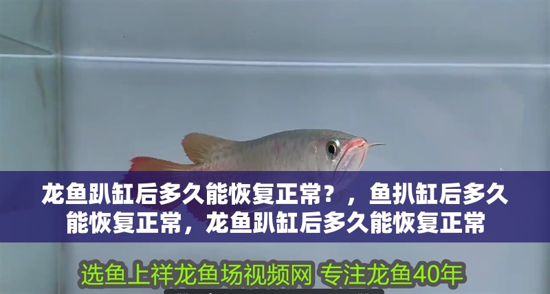 龍魚趴缸后多久能恢復正常？，魚扒缸后多久能恢復正常，龍魚趴缸后多久能恢復正常