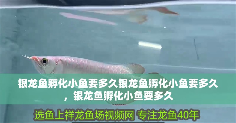 銀龍魚孵化小魚要多久銀龍魚孵化小魚要多久，銀龍魚孵化小魚要多久