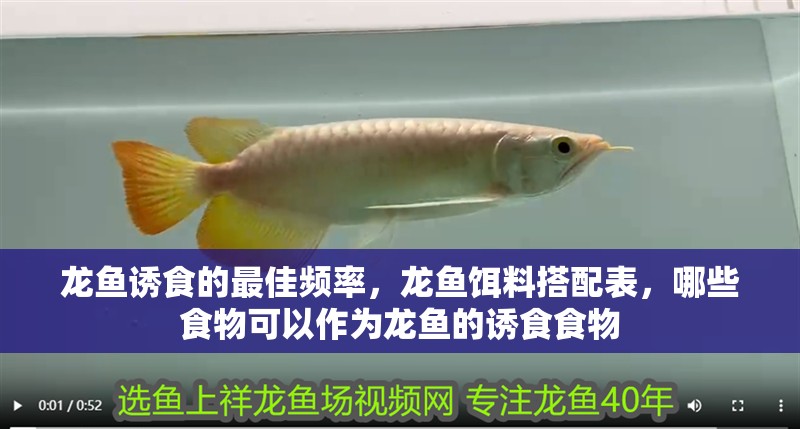 龍魚誘食的最佳頻率，龍魚餌料搭配表，哪些食物可以作為龍魚的誘食食物