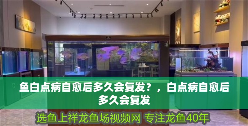 魚白點病自愈后多久會復發？，白點病自愈后多久會復發