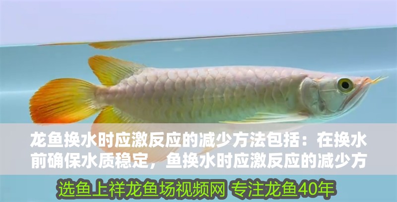 龍魚換水時應激反應的減少方法包括：在換水前確保水質(zhì)穩(wěn)定，魚換水時應激反應的減少方法