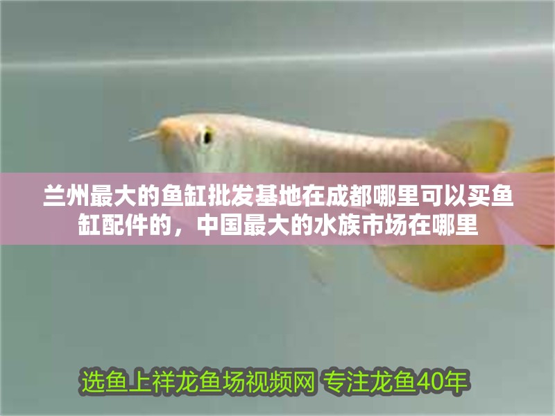 蘭州最大的魚缸批發基地在<strong><mark>成都</mark></strong>哪里可以買魚缸配件的，中國最大的水族市場在哪里