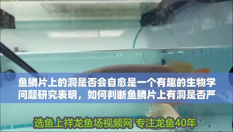 魚鱗片上的洞是否會自愈是一個有趣的生物學問題研究表明，如何判斷魚鱗片上有洞是否嚴重？ 魚鱗片上的洞是否會自愈是一個有趣的生物學問題研究表明，如何判斷魚鱗片上有洞是否嚴重？ 龍魚百科 第3張