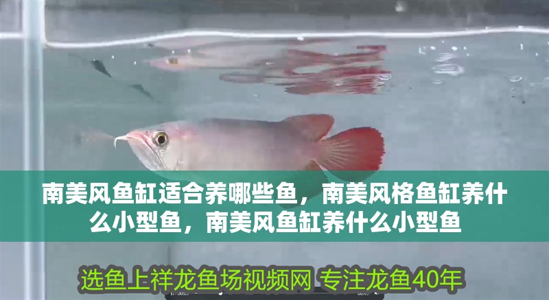 南美風(fēng)魚缸適合養(yǎng)哪些魚，南美風(fēng)格魚缸養(yǎng)什么小型魚，南美風(fēng)魚缸養(yǎng)什么小型魚