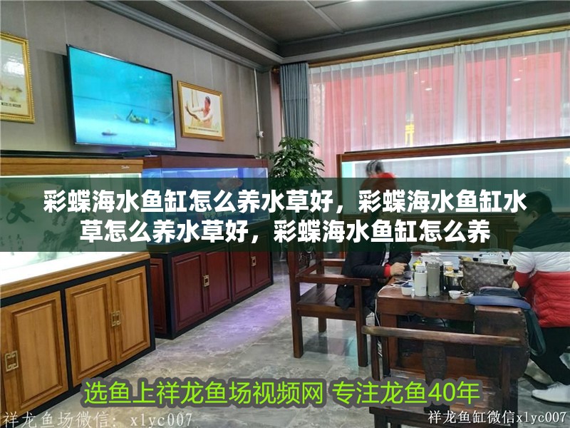 彩蝶海水魚(yú)缸怎么養(yǎng)水草好，彩蝶海水魚(yú)缸水草怎么養(yǎng)水草好，彩蝶海水魚(yú)缸怎么養(yǎng) 彩蝶海水魚(yú)缸怎么養(yǎng)水草好，彩蝶海水魚(yú)缸水草怎么養(yǎng)水草好，彩蝶海水魚(yú)缸怎么養(yǎng) 觀賞魚(yú)百科 第2張