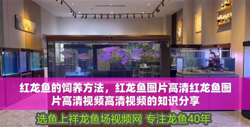 紅龍魚的飼養(yǎng)方法，紅龍魚圖片高清紅龍魚圖片高清視頻高清視頻的知識分享