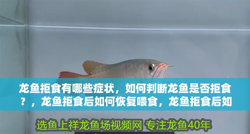 龍魚拒食有哪些癥狀，如何判斷龍魚是否拒食？，龍魚拒食后如何恢復喂食，龍魚拒食后如何恢復正常飲食