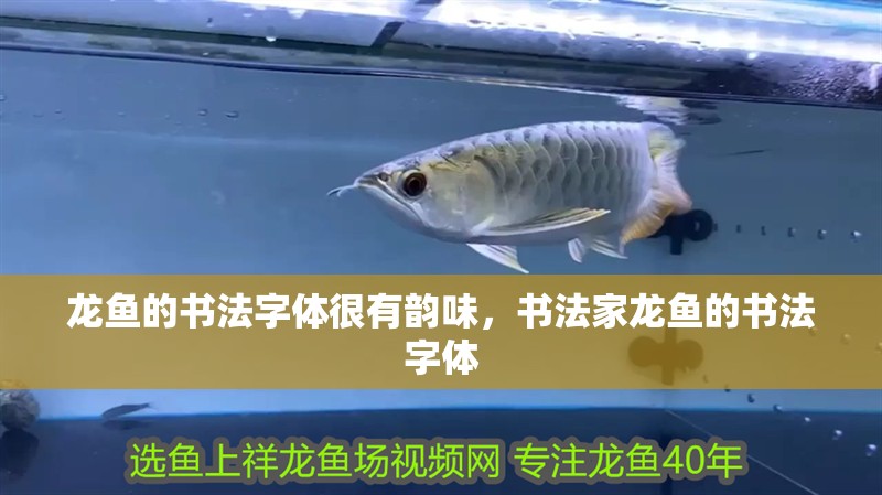 龍魚的書法字體很有韻味，書法家龍魚的書法字體