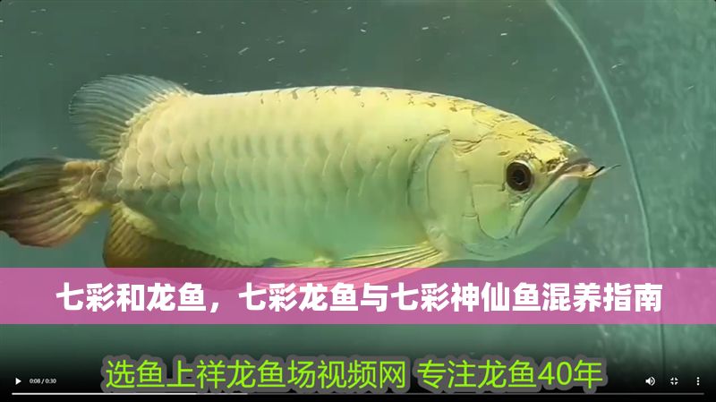 七彩和龍魚，七彩龍魚與七彩神仙魚混養(yǎng)指南