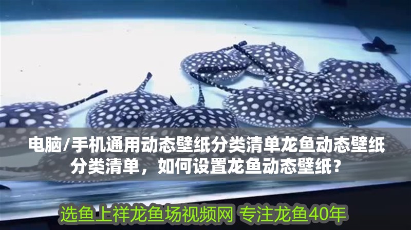 電腦/手機通用動態壁紙分類清單龍魚動態壁紙分類清單，如何設置龍魚動態壁紙？