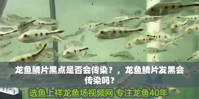 龍魚鱗片黑點(diǎn)是否會(huì)傳染？，龍魚鱗片發(fā)黑會(huì)傳染嗎？