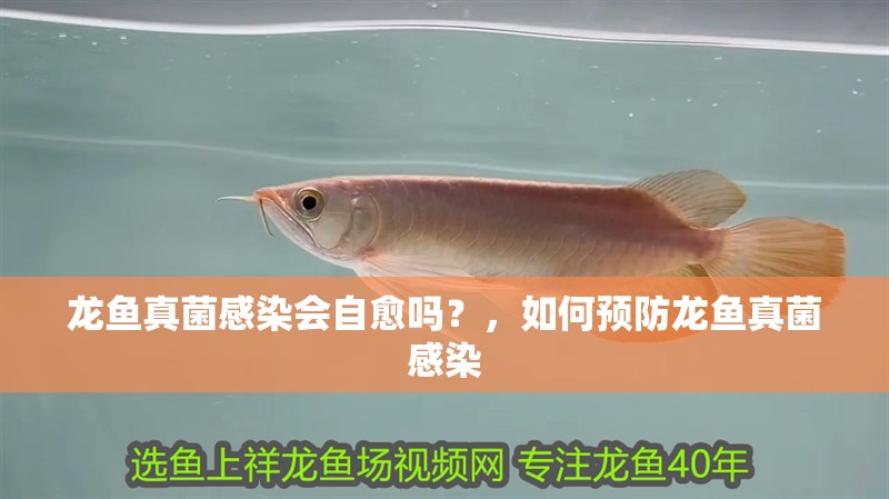 龍魚(yú)真菌感染會(huì)自愈嗎？，如何預(yù)防龍魚(yú)真菌感染
