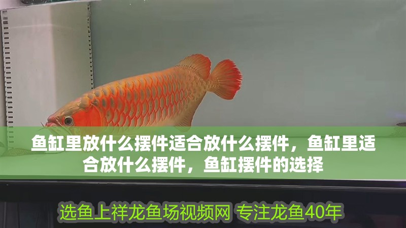 魚缸里放什么擺件適合放什么擺件，魚缸里適合放什么擺件，魚缸擺件的選擇